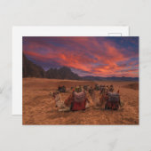 Deserts Camels Sinai Mountains Egypt Postkarte (Vorne/Hinten)