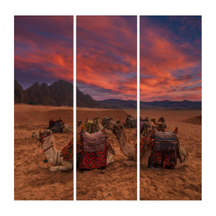 Deserts Camels Sinai Mountains Egypt Triptychon