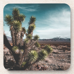 Deserts Cholla Cactus Getränkeuntersetzer