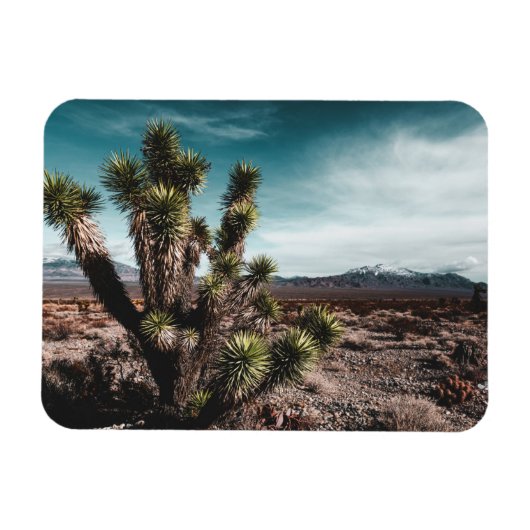 Deserts | Cholla Cactus Magnet (Horizontal)