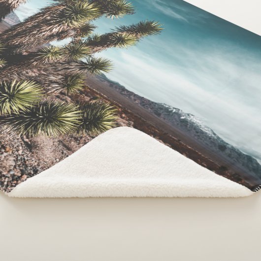 Deserts | Cholla Cactus Sherpadecke (3/4)