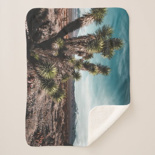 Deserts | Cholla Cactus Sherpadecke (Vorderseite)