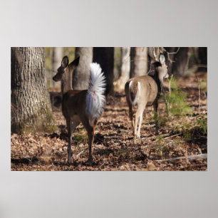 Deshalb nenne ich mich Whitetail Deer Poster