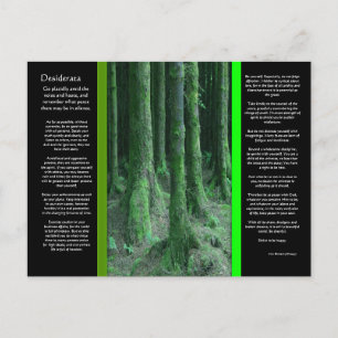 DESIDERATA Dark Mossy Forest Postcard Postkarte