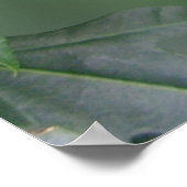 Desiderata Foto des Zebraschwingenschmetterlings Poster (Ecke)