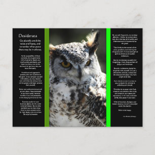 DESIDERATA Great Horn Owl Postkarte 2