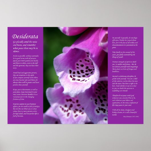 Desiderata - Lila Foxglove Poster (Vorne)