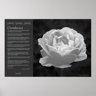 Desiderata - Rose in Schwarz und Weiß Poster