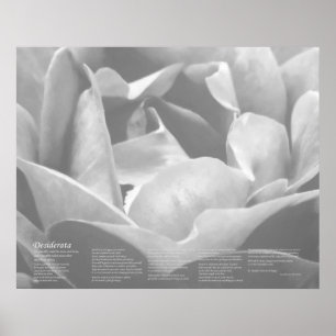 Desiderata - Satin Texture Rose in Schwarz und Wei Poster
