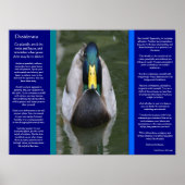 DESIDERATA sucht Duckposter Poster (Vorne)