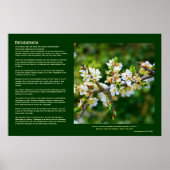 Desiderata - Sun-Dappled Spring Hawthorn Poster (Vorne)