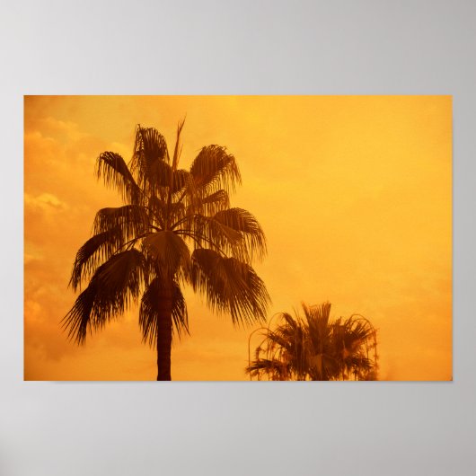 Design der Sommerpalme Poster (Vorne)