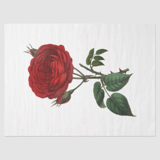 Design der Vintagen Rose 116 Seidenpapier (Vorderseite)