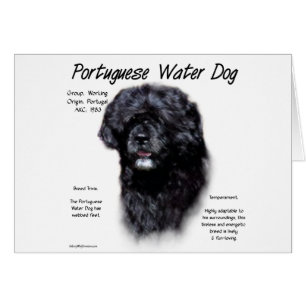 Design des portugiesischen Wasserhundes
