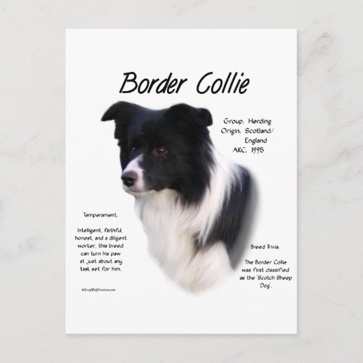 Design für den Verlauf von Border Collie Postkarte (Vorderseite)
