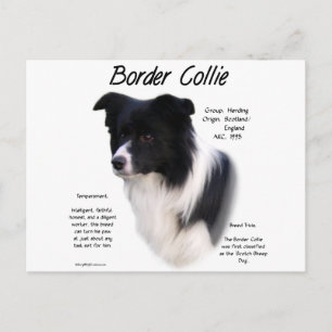 Design für den Verlauf von Border Collie Postkarte