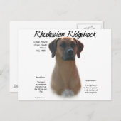 Design für die Geschichte von Rhodesian Ridgeback Postkarte (Vorne/Hinten)