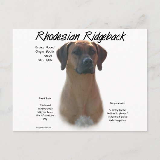 Design für die Geschichte von Rhodesian Ridgeback Postkarte (Vorderseite)