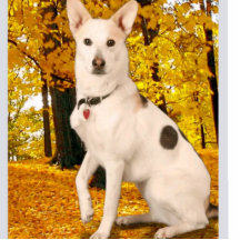 Design Hochwertige Statuette für das Acryl-Foto