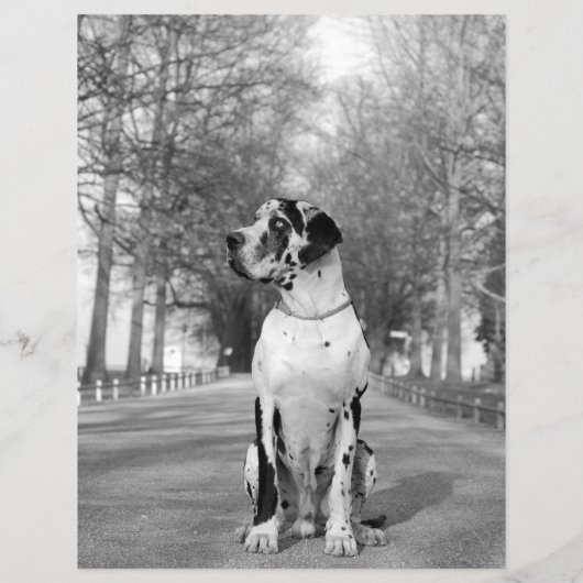 Design Selling Puppy Flyer (Hinten)