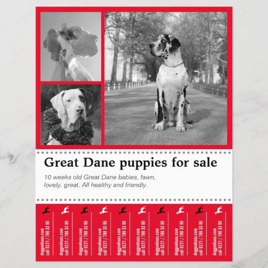 Design Verkaufshund Flyer (Vorne)