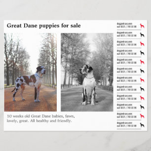 Designer-Abreißzettel Deutsche Dogge Flyer