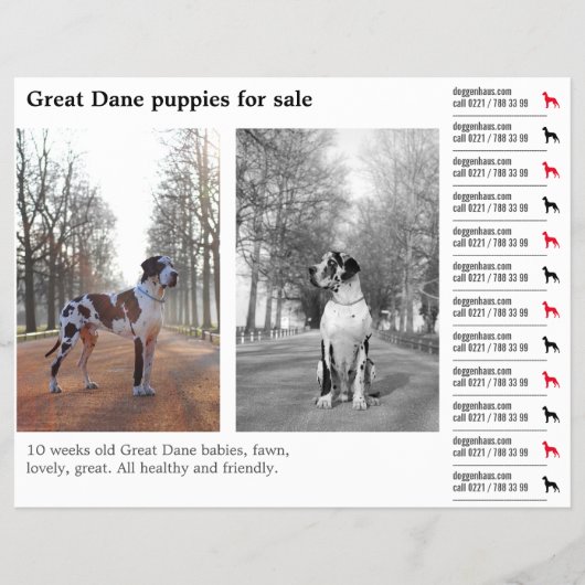 Designer-Abreißzettel Deutsche Dogge Flyer (Vorne)