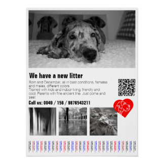 Designer Great Dane Puppy Poster
