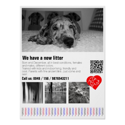 Designer Great Dane Puppy Poster (Vorderseite)