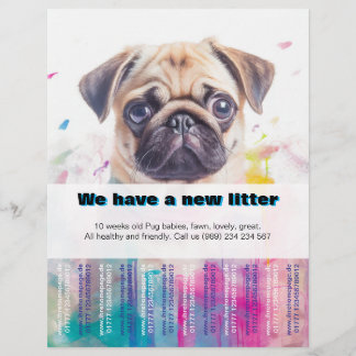 Designer Mops Welpen zum verkauften Flyer