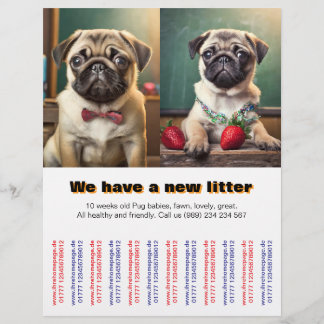 Designer Mops Welpen zum verkauften Flyer