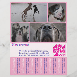 Designer-Welpen-Verkaufsflyer 4 Bilder  Flyer