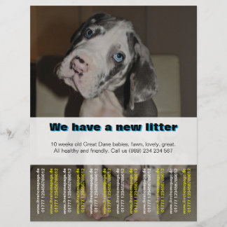 Designer Welppy Selling Flyer