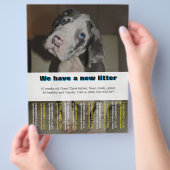 Designer Welppy Selling Flyer (Hand)