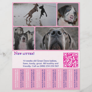 Designer Welppy Selling Flyer 4 Bilder