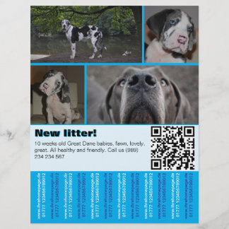 Designer Welppy Selling Flyer 4 Bilder