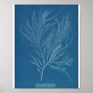 Desmarestia ligulata von Anna Atkins Poster