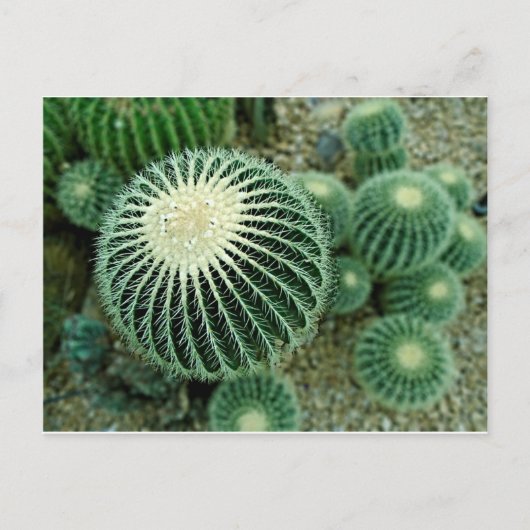 Dessert Cacti Postkarte (Vorderseite)