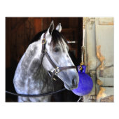 Destin Fotodruck (Vorne)