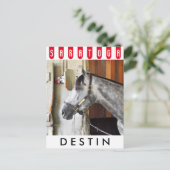 Destin - Horse Haven Postkarte (Stehend Vorderseite)