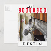 Destin - Horse Haven Postkarte (Vorne/Hinten)