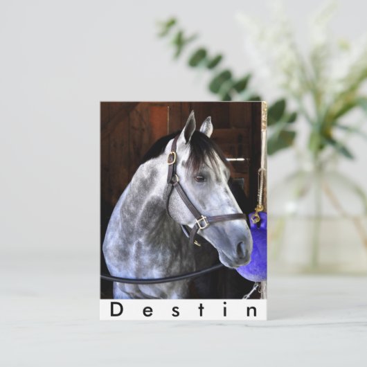 Destin Postkarte (Stehend Vorderseite)