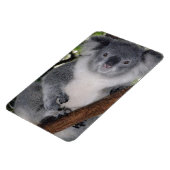 Destiny Zazzle Niedlich Koala Aussi Outback Magnet (Linke Seite)