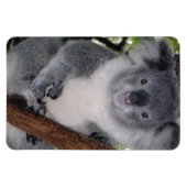 Destiny Zazzle Niedlich Koala Aussi Outback Magnet (Horizontal)
