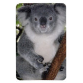 Destiny Zazzle Niedlich Koala Aussi Outback Magnet (Vertikal)