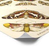 Detail aus Platte VI Poster (Ecke)