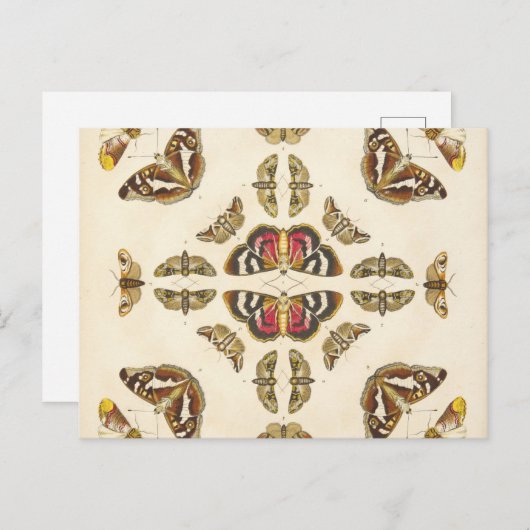 Detail aus Platte VI Postkarte (Vorne/Hinten)