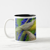 Detail der adipösen und hyacinth Blume. Kredit Zweifarbige Tasse (Links)