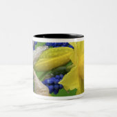 Detail der adipösen und hyacinth Blume. Kredit Zweifarbige Tasse (Mittel)