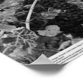 Detail der Trauben, Draper Vineyard, Napa, 1966 Poster (Ecke)